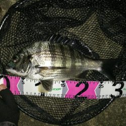 コスモ公園釣行 （コスモ周辺は厳重警戒体制だったが、真チヌとガシラ釣果！）