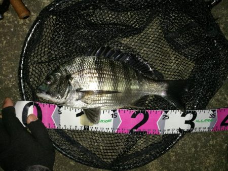 コスモ公園釣行 （コスモ周辺は厳重警戒体制だったが、真チヌとガシラ釣果！）