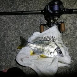 南港カモメ大橋 釣行 （夏至前の夜釣行 キビレチヌ、ガシラ釣果有り）