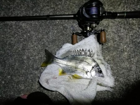 南港カモメ大橋 釣行 （夏至前の夜釣行 キビレチヌ、ガシラ釣果有り）