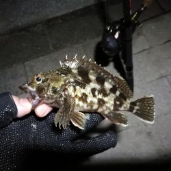 コスモ公園釣行 （続、厳重警戒体制なコスモでヘチ釣り、キビレチヌとガシラとナマコ？！釣果（笑））