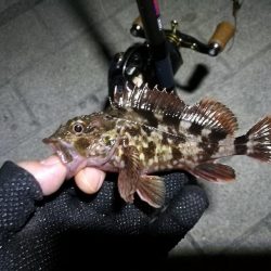 コスモ公園釣行 （続々、厳重警戒体制なコスモでヘチ釣り、黒メバル21cmとガシラ釣果有り）