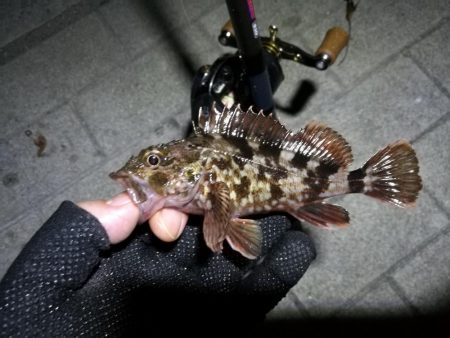 コスモ公園釣行 （続々、厳重警戒体制なコスモでヘチ釣り、黒メバル21cmとガシラ釣果有り）