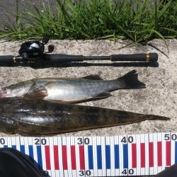 大型マゴチ&シーバス