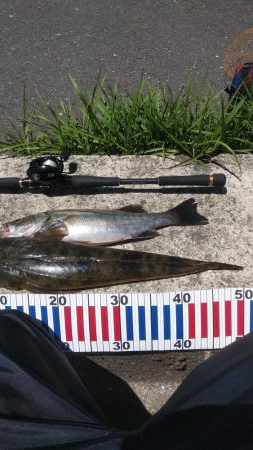 大型マゴチ&シーバス