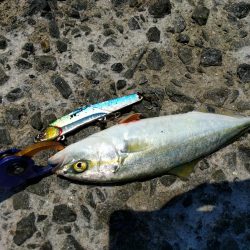 ツバスしか釣れない