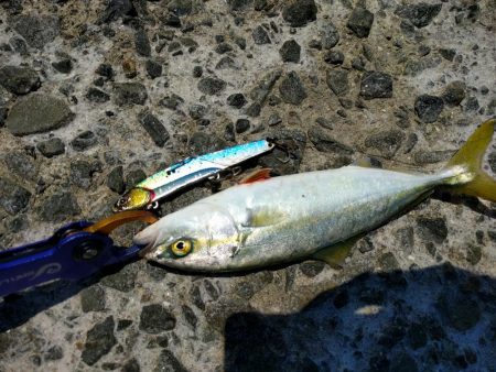 ツバスしか釣れない