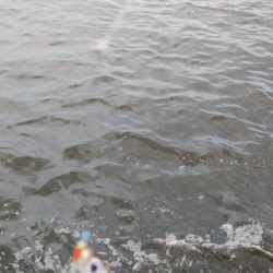 久しぶりに夕方釣行