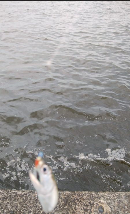 久しぶりに夕方釣行