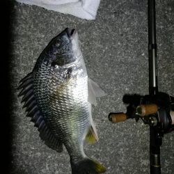 南港カモメ大橋ヘチ釣行 (26日南港ヘチ~ キビレチヌ34cm、ハゼ 釣果有り)