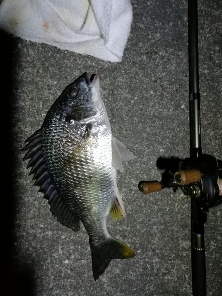 南港カモメ大橋ヘチ釣行 (26日南港ヘチ~ キビレチヌ34cm、ハゼ 釣果有り)