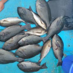 グレかかり釣り