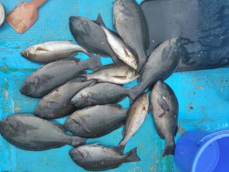 グレかかり釣り