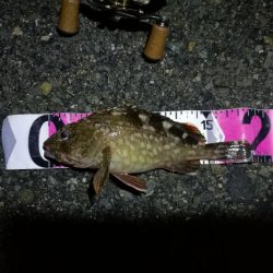 南港カモメ大橋ヘチ釣行 (27日台風前にヘチ釣り~ 真チヌ44.5cm、キビレ、ガシラ 釣果有り)