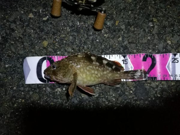 南港カモメ大橋ヘチ釣行 （27日台風前にヘ…