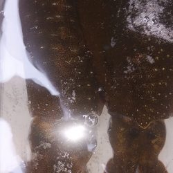 アオリイカ　3杯！