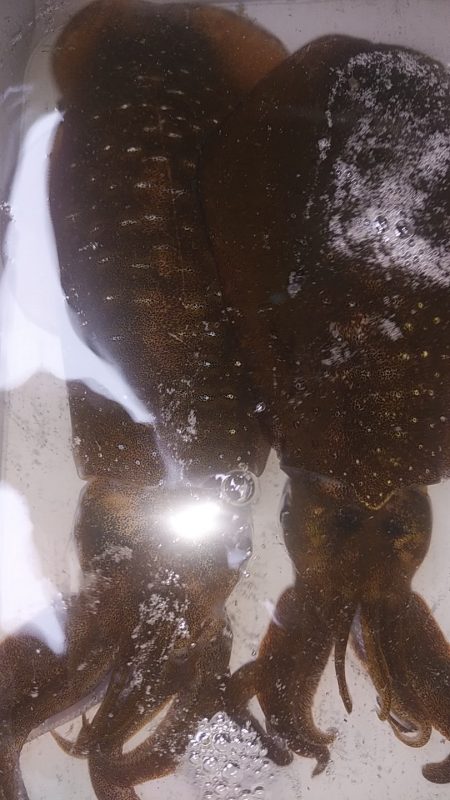 アオリイカ　3杯！