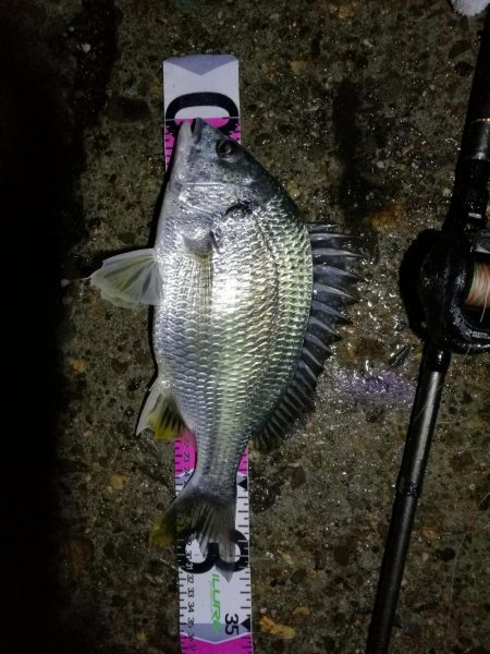 南港カモメ大橋ヘチ釣行 （28日悪天候ヘチ釣り～ キビレ32cm、30cm、ガシラ 釣果有り）