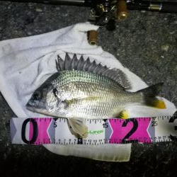 南港カモメ大橋ヘチ釣行 (29日 曇り時々雨の南港ヘチ釣り~ 真チヌ48.5cm、キビレチヌ 釣果有り)