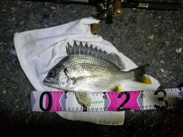 南港カモメ大橋ヘチ釣行 (29日 曇り時々雨の南港ヘチ釣り~ 真チヌ48.5cm、キビレチヌ 釣果有り)