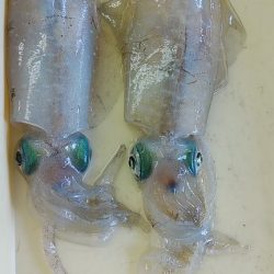 また×3親イカゲット　2杯