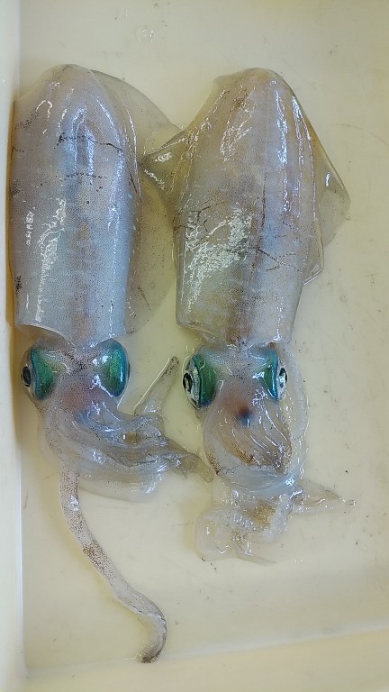 また×3親イカゲット　2杯