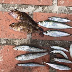 豆アジコアジ87匹、カンパチの子供2匹、ガシラ2匹、コサバ3匹、イワシ7匹