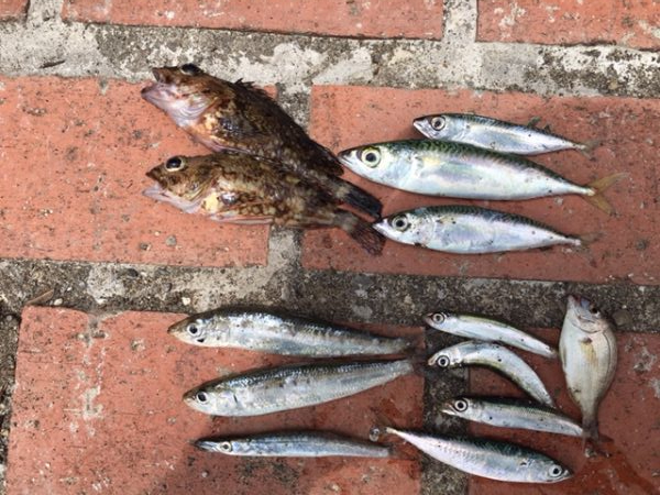 豆アジコアジ87匹、カンパチの子供2匹、ガシラ2匹、コサバ3匹、イワシ7匹