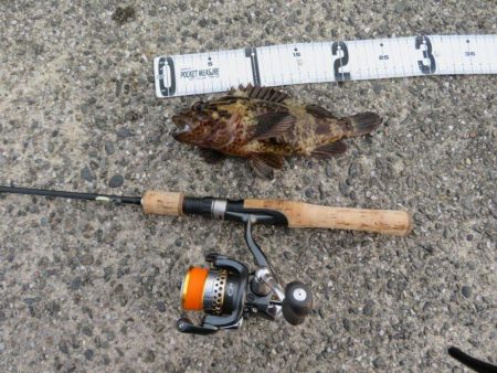 梅雨メバル狙い。そろそろ終わりか？