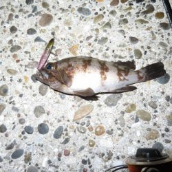 梅雨メバルのプラッギング＆シーバス！！