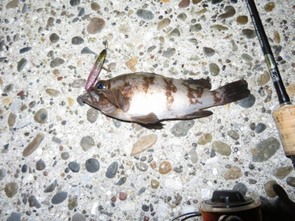 梅雨メバルのプラッギング＆シーバス！！