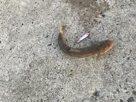 中紀まで行くも