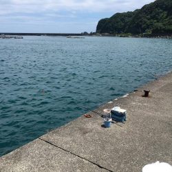 コサバ良型15匹