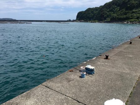 コサバ良型15匹