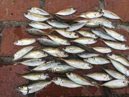 コアジ43匹、ガシラ7匹、コッパグレ1匹、…