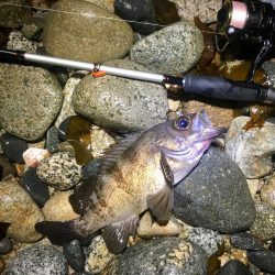 メバルシーズン終盤戦突入？！