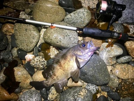 メバルシーズン終盤戦突入？！