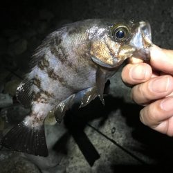 夜中に潜るんかいっ!?笑