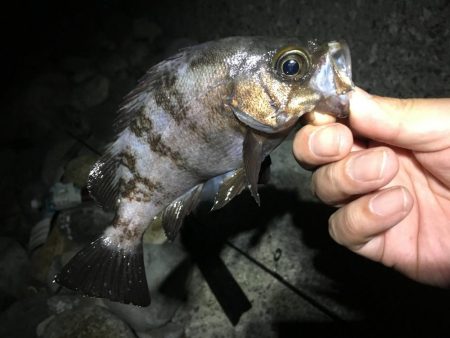 夜中に潜るんかいっ!?笑