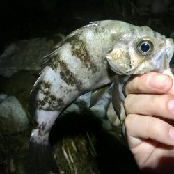 暴風波浪メバリングっ！