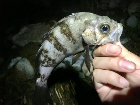 暴風波浪メバリングっ！