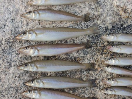 盛期のキス釣り