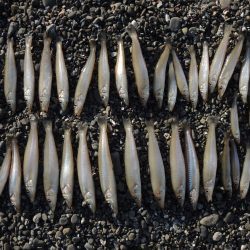 数は釣れたが、良型キスは釣れず