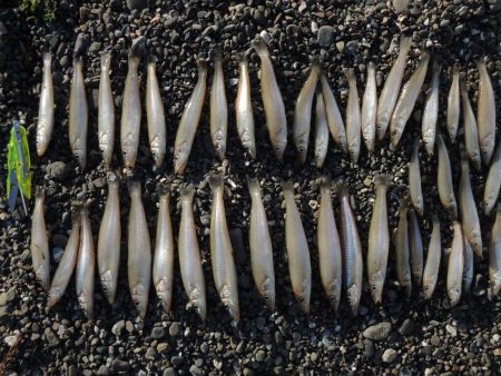 数は釣れたが、良型キスは釣れず