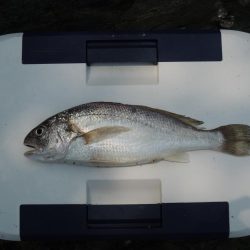 良型を狙ったが