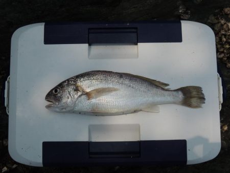 良型を狙ったが