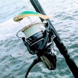 久しぶりのシーバス