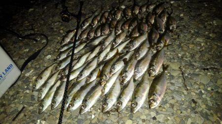 今晩は　アジの数釣り～