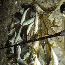 今年はアジ多い。