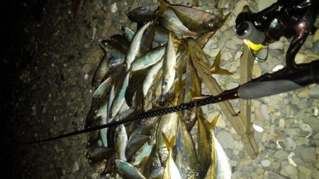 今年はアジ多い。